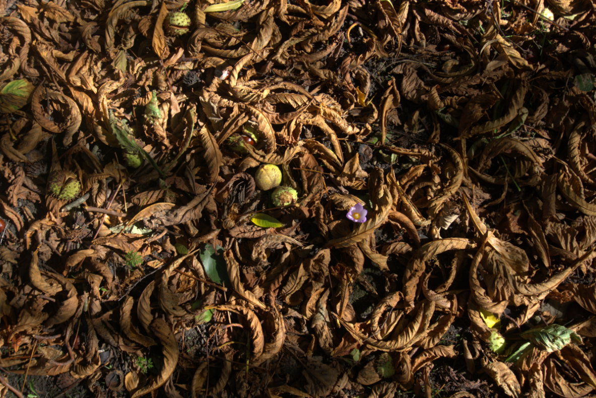 Herfst uitjes in Groningen 2025